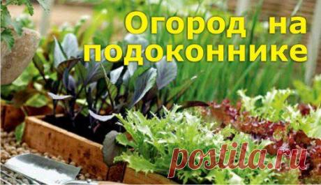 Огород на подоконнике | Моя Уютная Дача, сад и огород ✔ Подпишись | VK