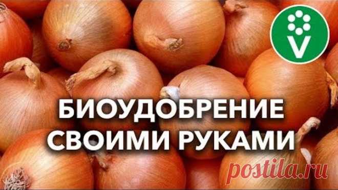 ЭКСТРАКТ ИЗ ЛУКОВОЙ ШЕЛУХИ творит чудеса в саду и огороде!
