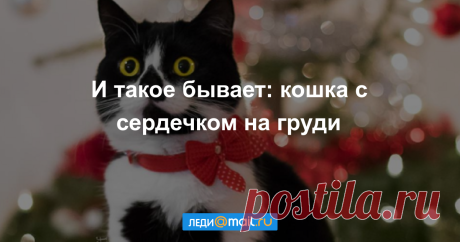 Кошка необычного окраса, в которую невозможно не влюбиться (фото)