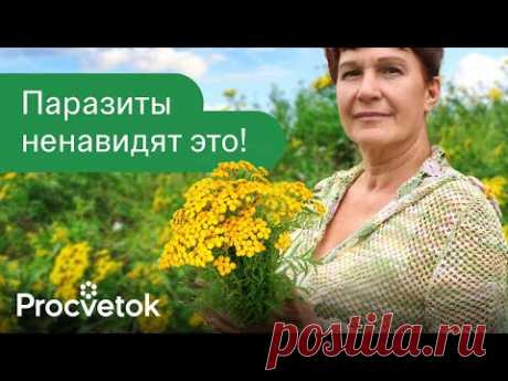 ТРАВЫ ПРОТИВ ПАРАЗИТОВ! 5 растений, которые изгонят любых глистов из организма