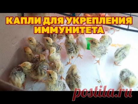 ЭТИ КАПЛИ СОХРАНЯЮТ ОТ БОЛЕЗНЕЙ ПТИЦУ ПЕРЕПЕЛОК БРОЙЛЕРА КОШЕК СОБАКУ И ОГОРОД @Обо всем с Марусей