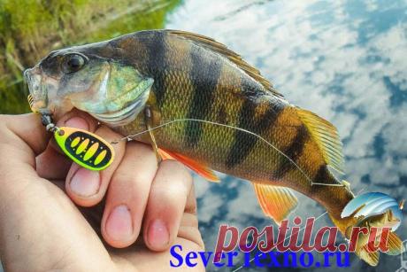 Блесны на окуня осенью Блесна обязаны соответствовать условиям, каковые «предъявляет» окунь к качеству и габаритам данной приманки. Прежде всего, она обязана являться не очень большого объема, это приманки номеров от 1 в…
