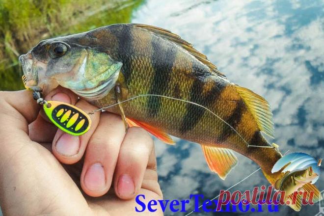 Блесны на окуня осенью Блесна обязаны соответствовать условиям, каковые «предъявляет» окунь к качеству и габаритам данной приманки. Прежде всего, она обязана являться не очень большого объема, это приманки номеров от 1 в…