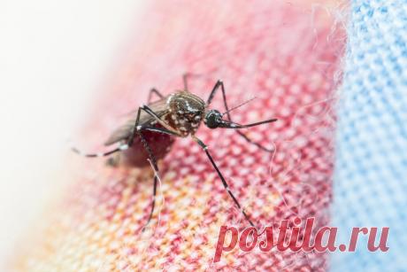 Малярия из Танзании: в чем опасность инфекции
Малярия из Танзании: в чем опасность инфекции Сегодня в СМИ появилась информация о том, что из Танзании были зафиксированы случаи завоза малярии в Россию. За …
Читай дальше на сайте. Жми подробнее ➡