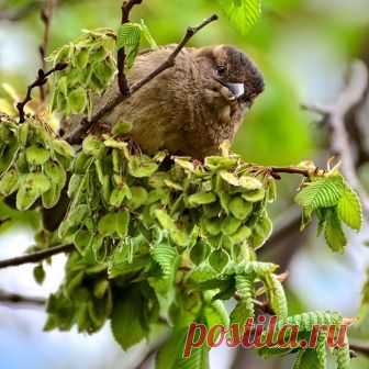 Воробьишки навылуплялись, подросли, желторотики🐣🐦🐥