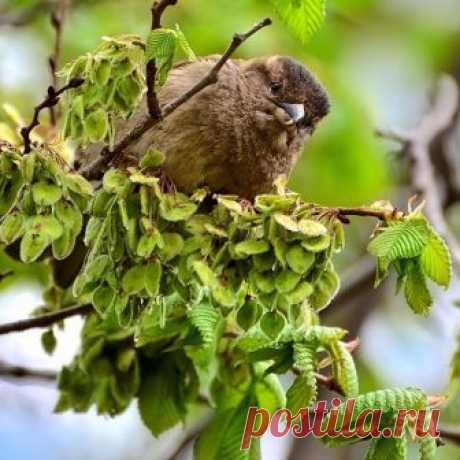 Воробьишки навылуплялись, подросли, желторотики🐣🐦🐥