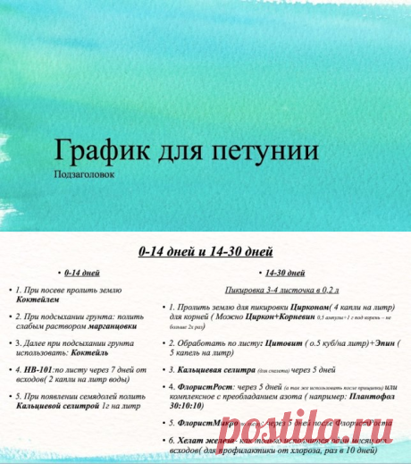 График для петунии