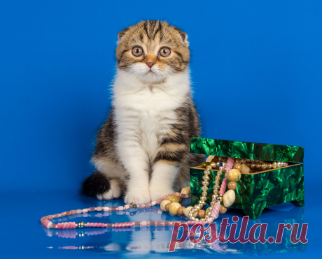 шотландская вислоухая девочка 4месяца.