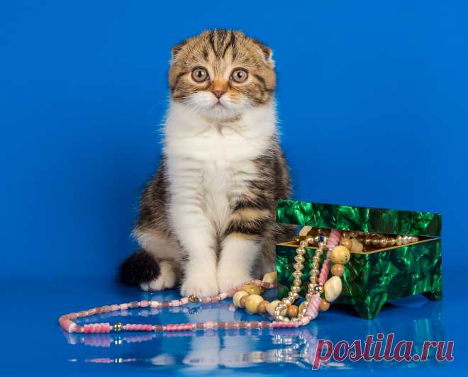 шотландская вислоухая девочка 4месяца.