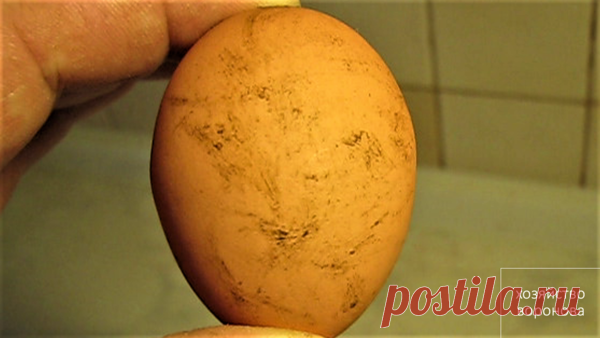 Почему у кур грязные яйца | Хозяйство Воронова | Яндекс Дзен