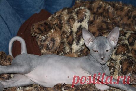 кошечка донского сИНКСА