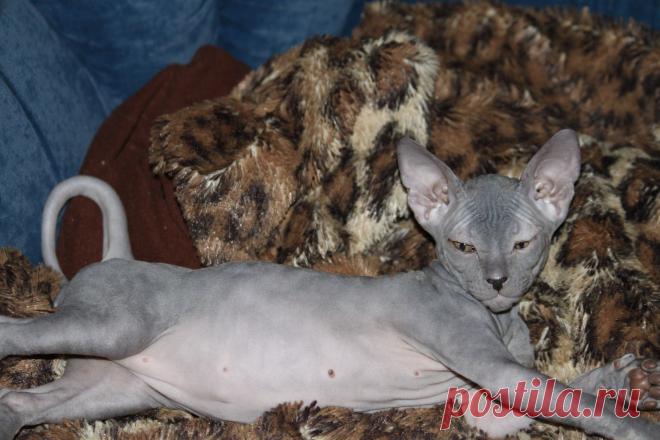 кошечка донского сИНКСА