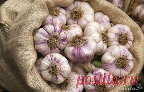 Чем подкармливать и удобрять яровой и озимой чеснок весной, советы садоводов, мастер класс
