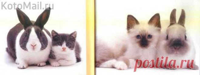 Маскировка друзей! | KotoMail.ru