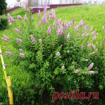 Популярные виды и сорта спиреи для вашего сада – фото, названия, описания