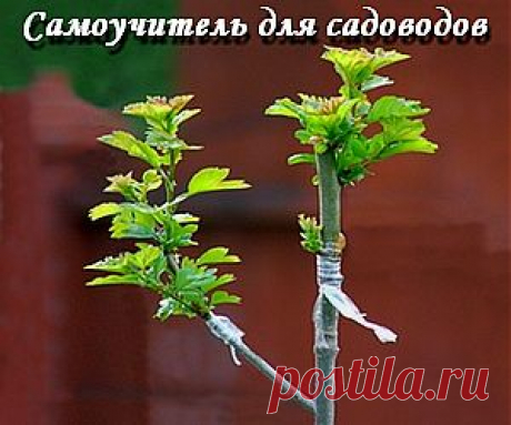 Прививка в расщеп | Дачная жизнь - сад, огород, дача