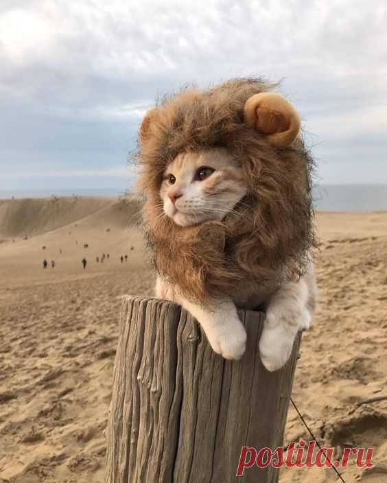 Pinterest