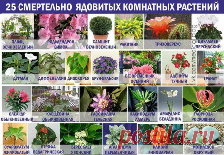 Секреты здоровья