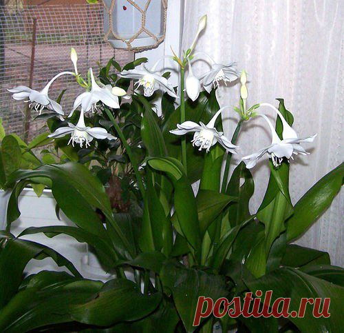 Эухарис: секреты ухода