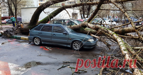 На машину упало дерево: что делать и как получить компенсацию В первый месяц лета на некоторые регионы России обрушилась непогода. Авто Mail.ru подготовил инструкцию, как гарантированно получить компенсацию, если на вашу машину упало дерево