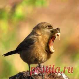 Не злите меня!