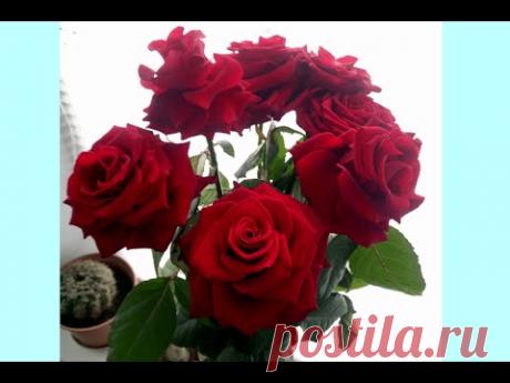 Розы из букета. Как и когда черенковать? (Roses from a bouquet)