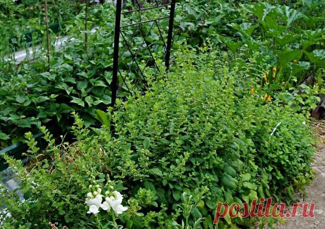 Мелисса лимонная (Melissa officinalis)