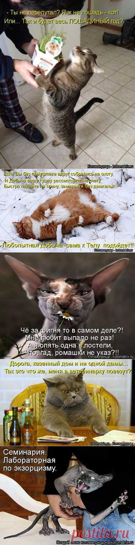 Котоматрица | ОБОРЖАКА ;)