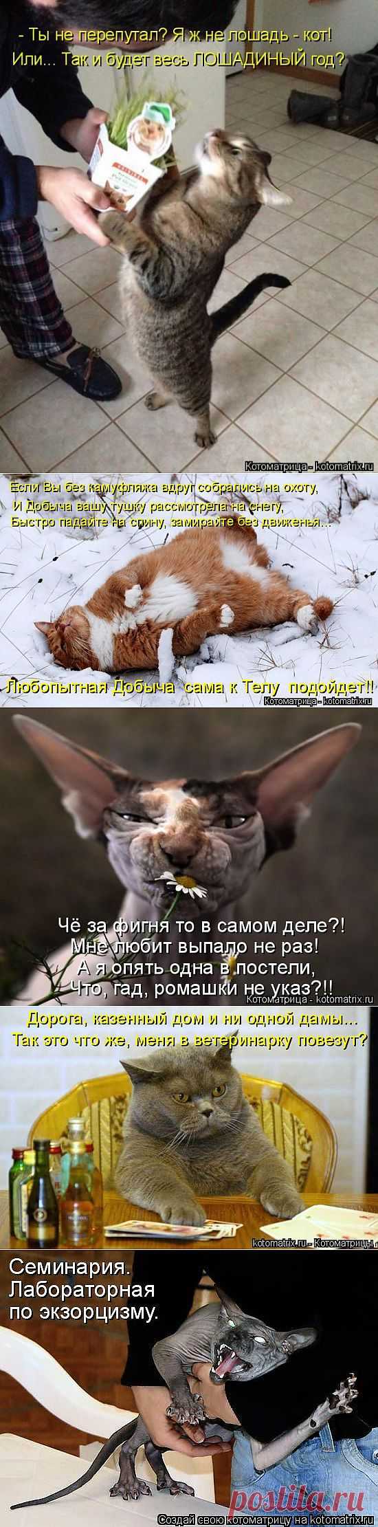 Котоматрица | ОБОРЖАКА ;)