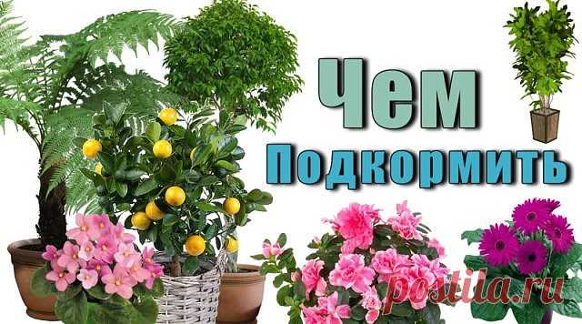 Секрет роскошного комнатного цветника прост: растения нужно хорошо подкармливать, иначе не дождаться ни пышной листвы, ни хорошего цветения. Жесткая 