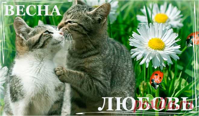 Весна - Любовь ~ Эпиграммы