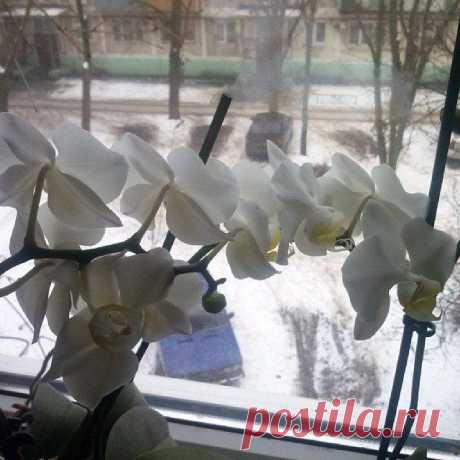 зимнее цветение