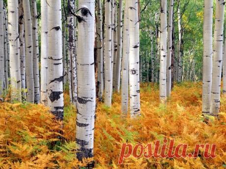 Фото Без названия. Альбом ""ЛЕДИ ОСЕНЬ"" - 39 фото. Фотографии Касана А.