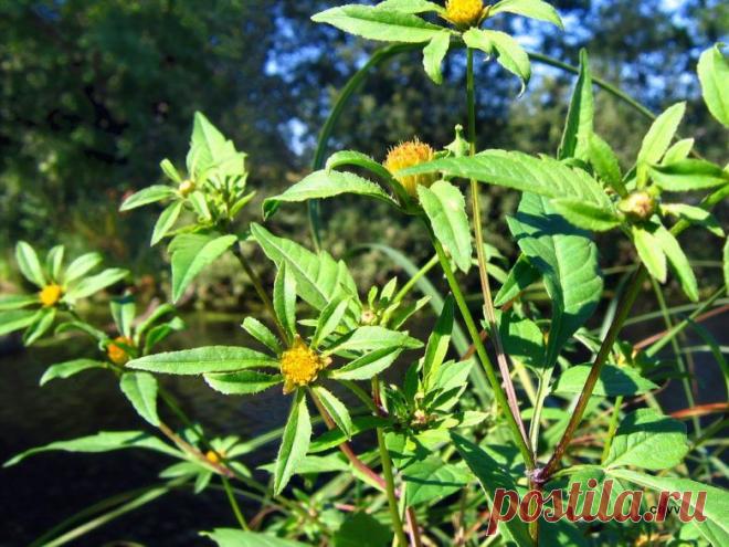 Череда от аллергии / Будьте здоровы