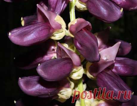 Mucuna PRURIENS или Мукуна Жгучая (семена)