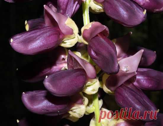 Mucuna PRURIENS или Мукуна Жгучая (семена)