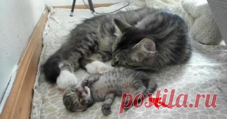 Эта кошка удивила всех! О таких странных сюрпризах беременности вы ещё не слышали…
Беременная двухлетняя кошка по имени Шелби бродила по улицам в поисках ночлега и пищи. Однажды некий добрый самаритянин заметил ее и накормил – и вскоре мамуля родила несколько чудесных малышей.
Ко…