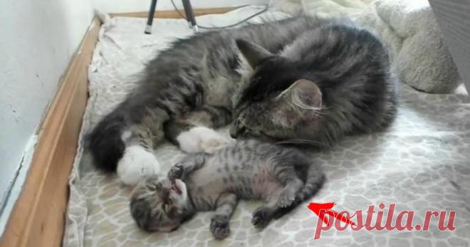 Эта кошка удивила всех! О таких странных сюрпризах беременности вы ещё не слышали… 

Беременная двухлетняя кошка по имени Шелби бродила по улицам в поисках ночлега и пищи. Однажды некий добрый самаритянин заметил ее и накормил – и вскоре мамуля родила несколько чудесных малышей.

Ко…