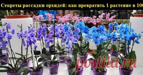 (7) Facebook