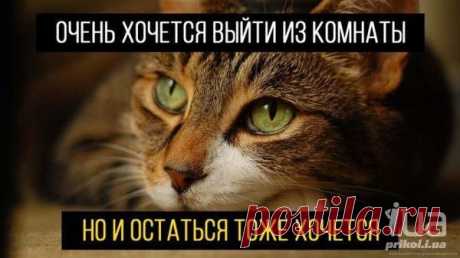 Приколы - картинки, видео приколы, смешные истории и анекдоты