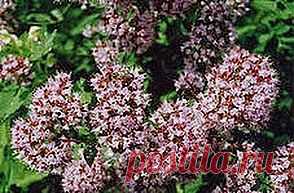 Нервным надо пить душицу | Друг пенсионера
Наверное, нет такого человека, кото­рый не был бы знаком с душицей. Растет эта травка везде, разве что на Северном полюсе ее нет. Польза от нее огромная, хотя мы зачастую не замечаем ее, проходим мимо.