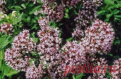 Нервным надо пить душицу | Друг пенсионера
Наверное, нет такого человека, который не был бы знаком с душицей. Растет эта травка везде, разве что на Северном полюсе ее нет. Польза от нее огромная, хотя мы зачастую не замечаем ее, проходим мимо.