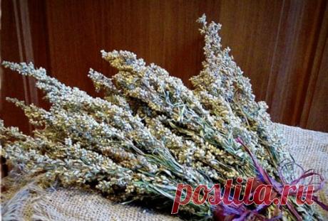 ПОЛЫНЬ СПАСАЕТ ОТ РАКА
Не так давно было установлено, что Артемизинин, "Artemisia Annua" или как говорят в народе - просто "полынь", способствует уничтожению клеток рака легких на 98%. Причем этого результата можно достичь всего за 16 часов!Эксперименты ученых доказывают, что травянистое растение полынь не оказывает негативное воздействие на клетки легких, которые находятся в здоровом состоянии.
В прошлом полынь использовали для лечения малярии. Но сегодня доказано учеными...