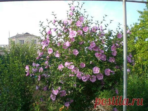 Гибискус сирийский - посадка и уход, выращивание из семян в Подмосковье, фото, видео