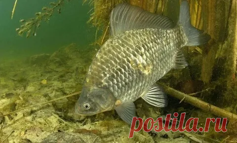 Лучшие прикормки для весенней и летней рыбалки на карася.