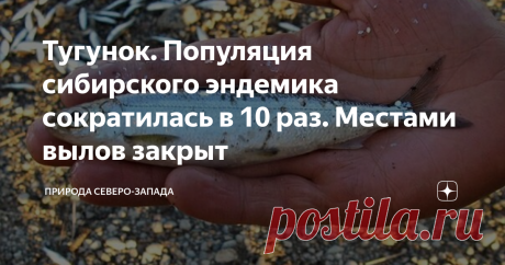Тугунок. Популяция сибирского эндемика сократилась в 10 раз. Местами вылов закрыт Было густо, а стало пусто. Обычная история в наше время. Тугун или сосьвенская селёдка считалась чуть ли не деликатесом. Была уместна на столе крестьянина и на царском пиру. Но те времена давно канули в лету. Тугун - пресноводная рыба рода сигов. Обитательница рек Сибири Любит холодную воду устьев рек Северного Ледовитого океана. Живёт в Оби и во всех её притоках, в уральских реках, Енисее, А...