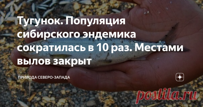 Тугунок. Популяция сибирского эндемика сократилась в 10 раз. Местами вылов закрыт Было густо, а стало пусто. Обычная история в наше время. Тугун или сосьвенская селёдка считалась чуть ли не деликатесом. Была уместна на столе крестьянина и на царском пиру. Но те времена давно канули в лету. Тугун - пресноводная рыба рода сигов. Обитательница рек Сибири Любит холодную воду устьев рек Северного Ледовитого океана. Живёт в Оби и во всех её притоках, в уральских реках, Енисее, А...