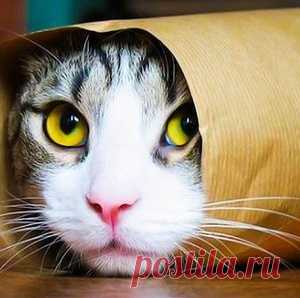 Как приготовить заливной пирог с капустой - самый простой и вкусный рецепт | Дачный участок