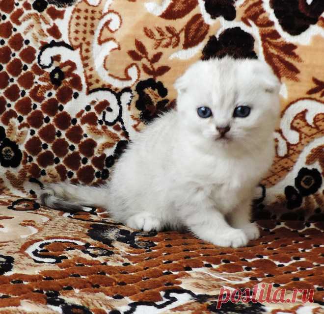 ПРОДАЖА. Шотландская вислоухая малышка в плюшевой шубке. Рождена светлой. д.р.26.11.2015г.