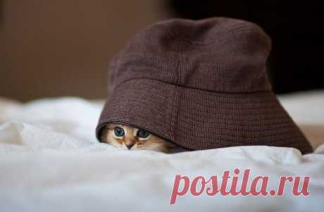 Была бы шляпа...